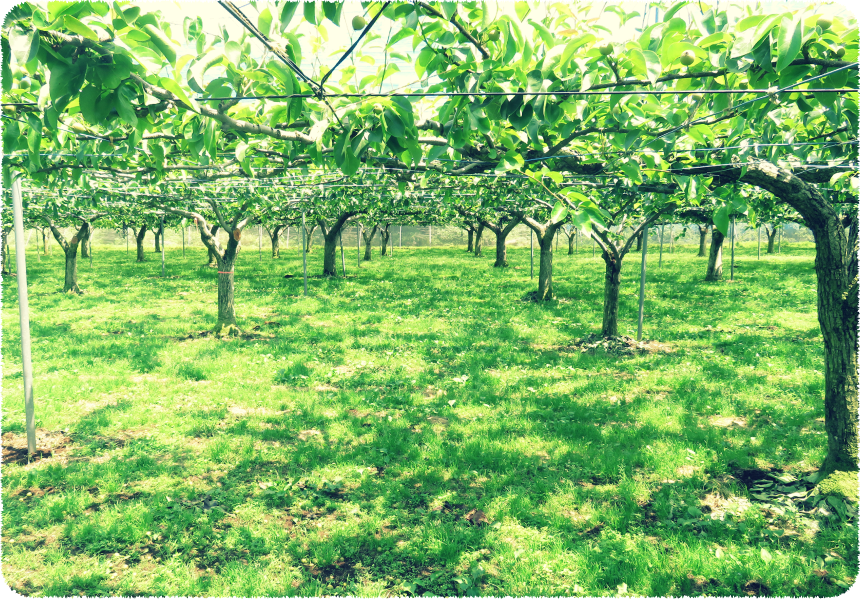 高橋果樹園の梨の木